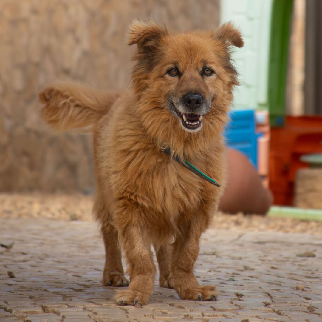 Fozzie im Auslauf