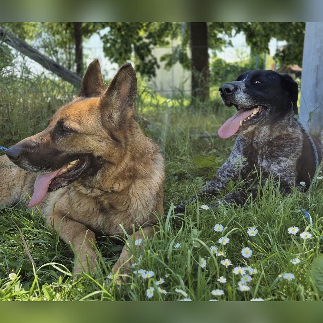 Schwarz-grau melierter Rüde, liegend, von vorn, Kopf und Blick nach leicht nach rechts, rechts daneben ein anderer Hund