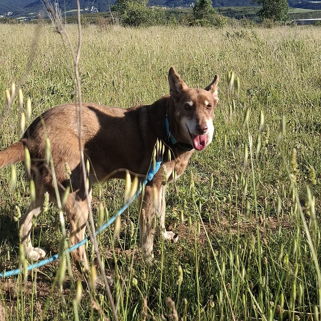 Brauner Rüde, beige Pfoten, stehend, rechte Seite, Kopf und Blick nach rechts in Kamera