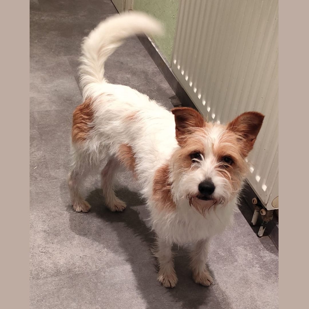 Mini in der Wohnung, sieht in die Kamera