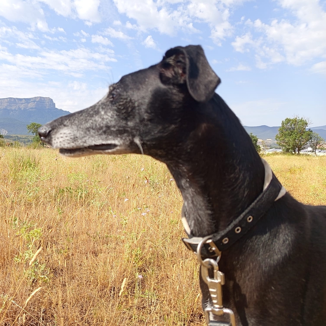Schwarze Hündin, stehend, Portrait, linke Seite, Blick geradeaus
