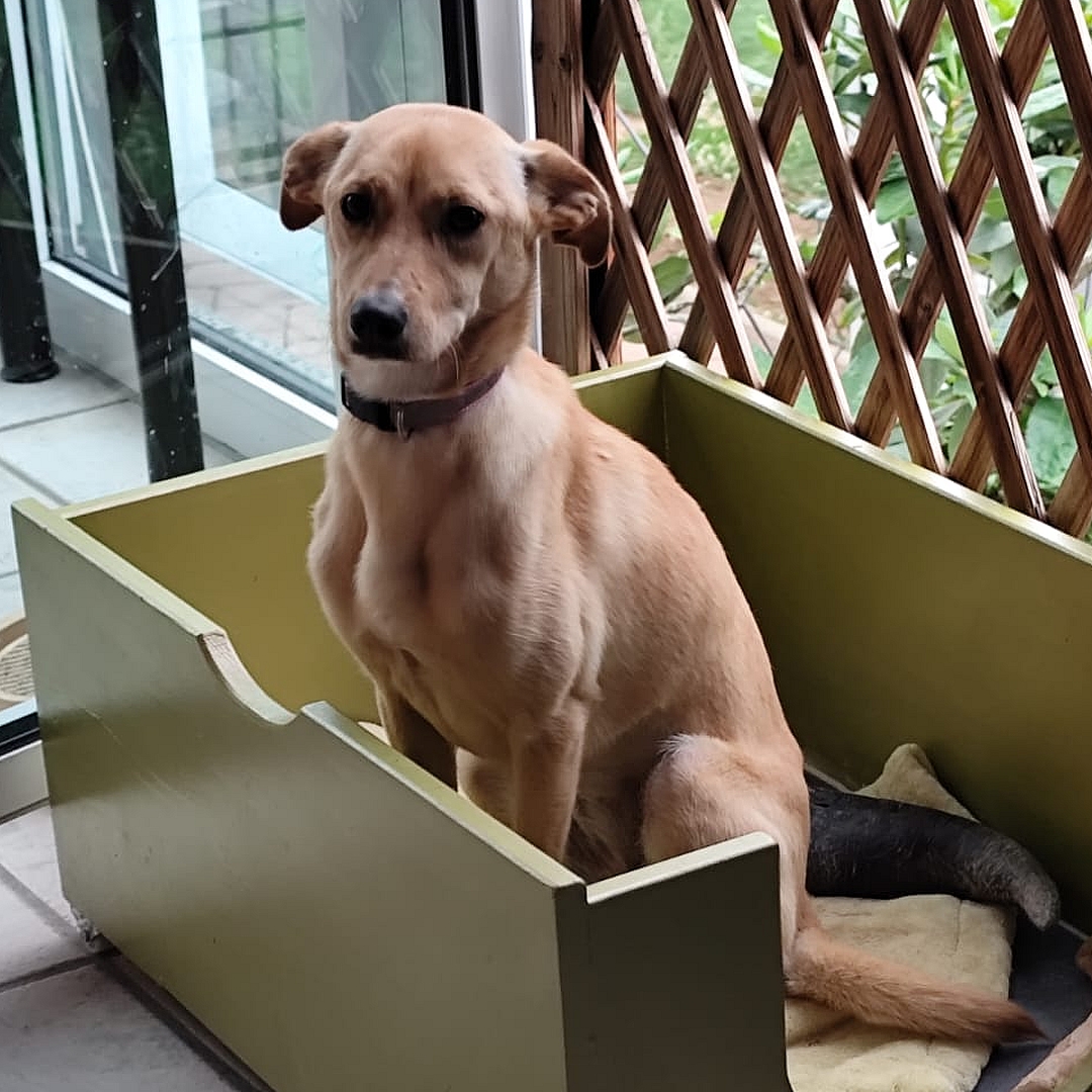 FINALISTA in der Hundekiste