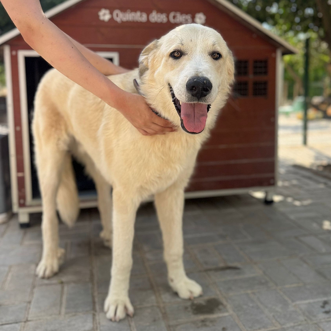 Nico steht vor Hundehütte