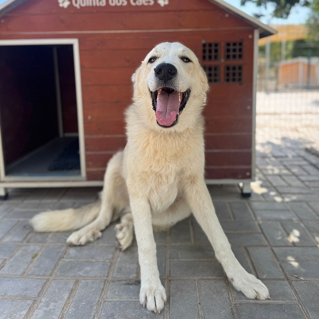 Nico sitzt vor Hundehütte