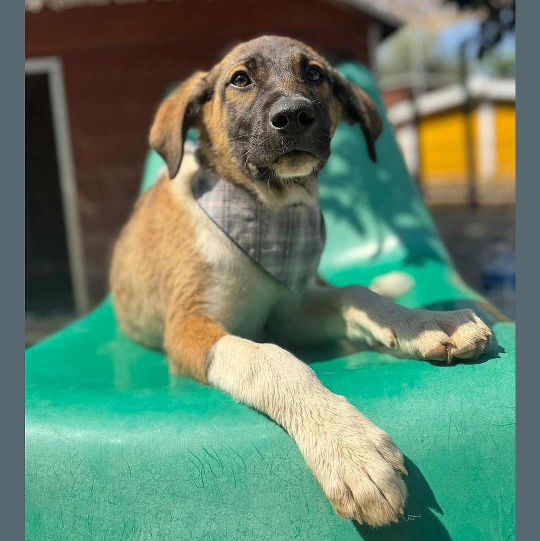 Bowie liegt vor der Hundehütte auf dem Stuhl