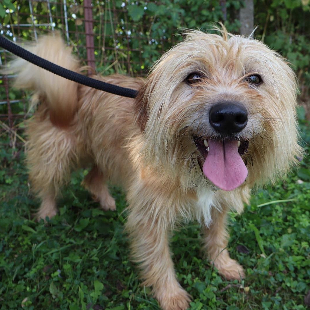 Hellbrauner, kleiner Rüde, stehend, von eher rechts vorn, Blick in Kamera