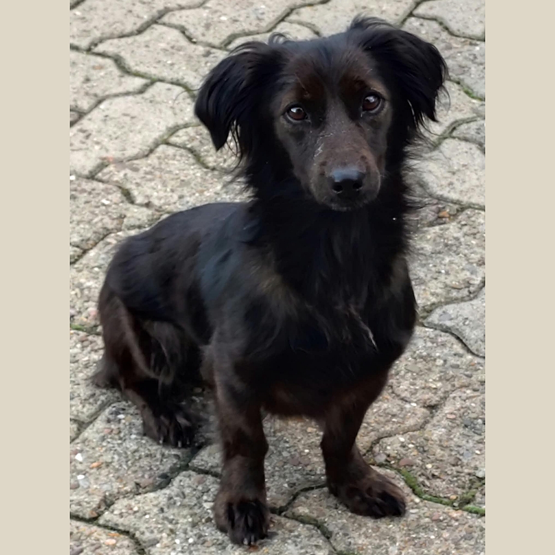 Nikki sitzt auf Pflasterweg