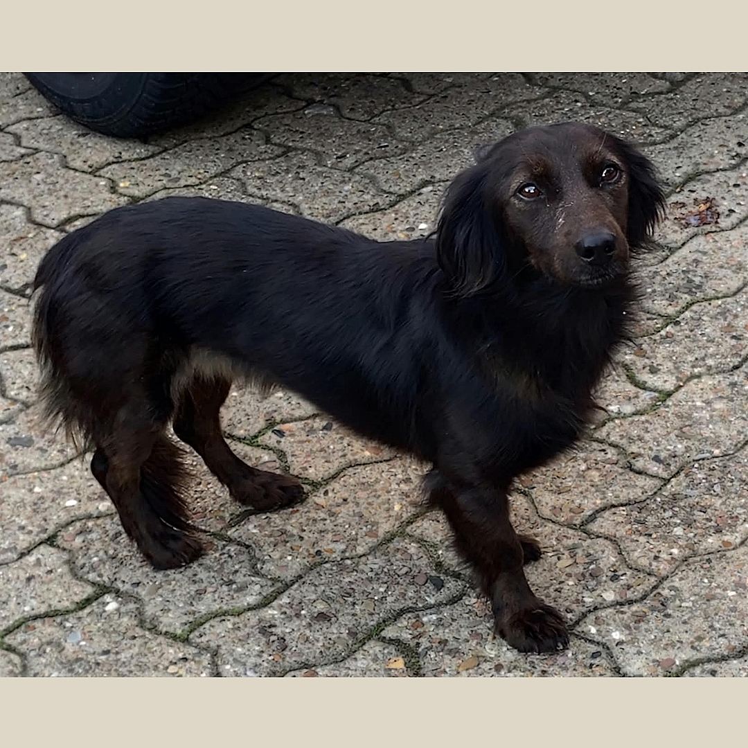 Nikki steht auf Pflasterweg