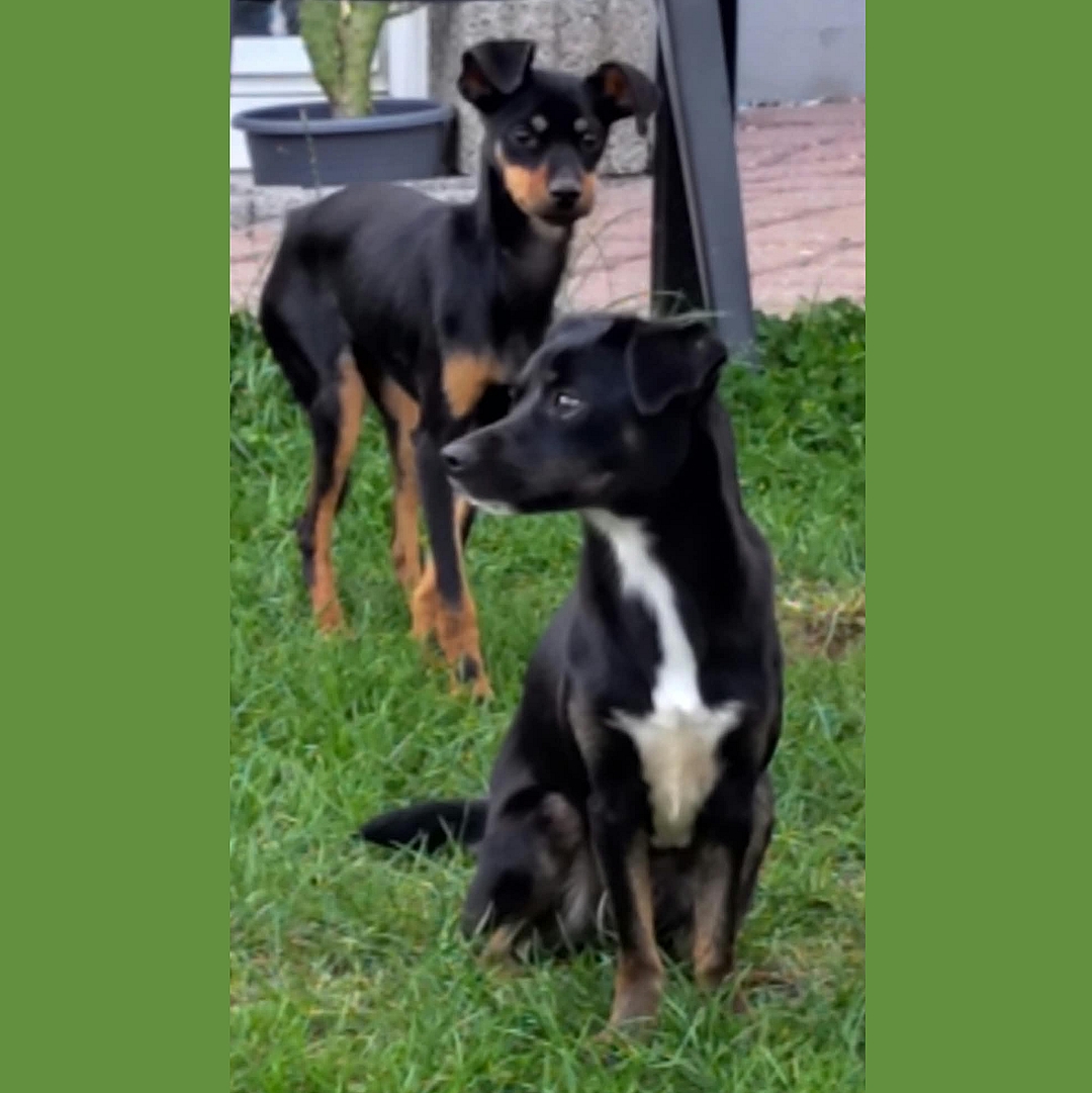 Tila geht zu einem anderen Hund