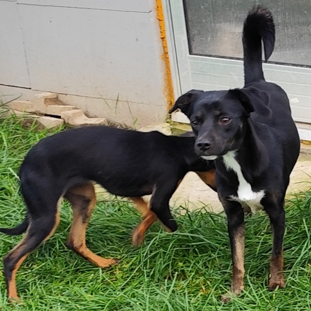 Tila spielt mit anderem Hund