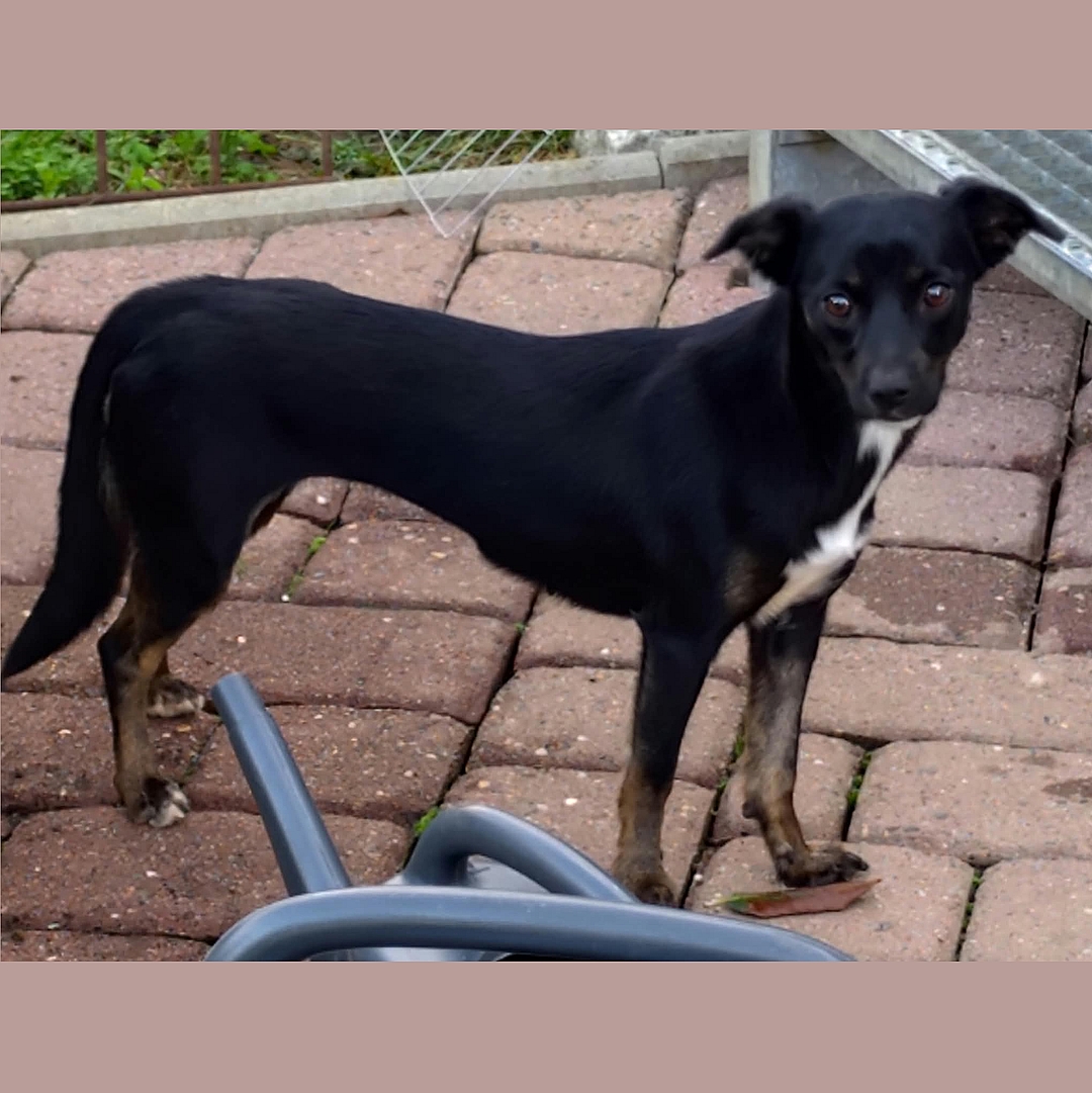 Belina auf der Terrasse