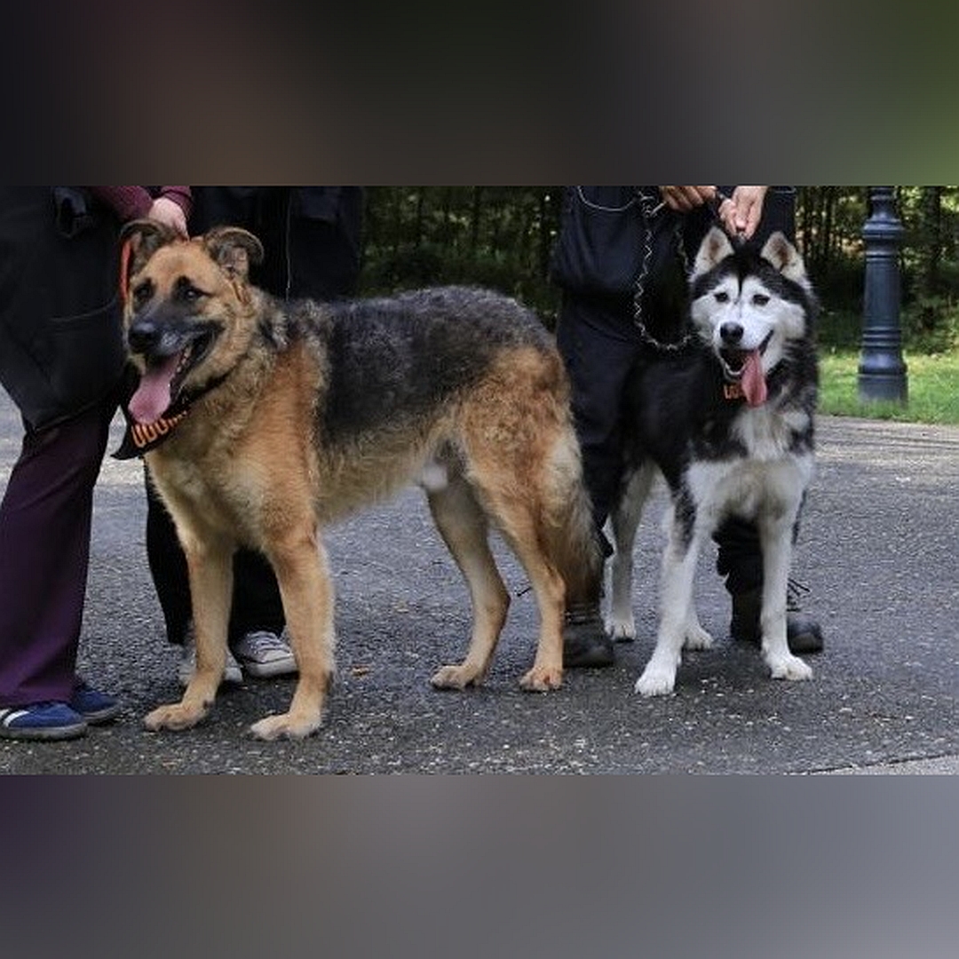 Braun-schwarzer Rüde, stehend, linke Seite, Kopf und Blick geradeaus, rechts daneben ein weiterer Hund
