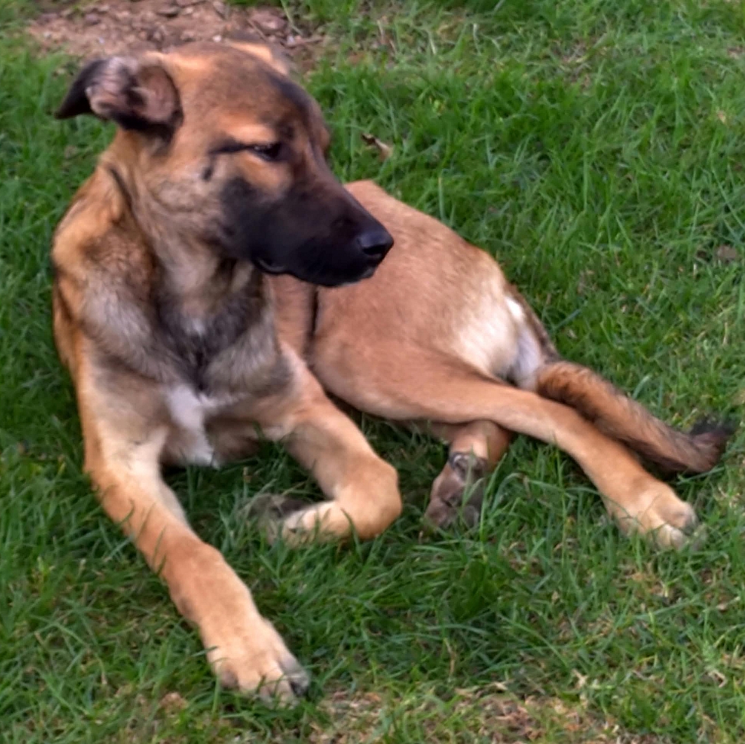 Milla liegt entspannt in der Wiese
