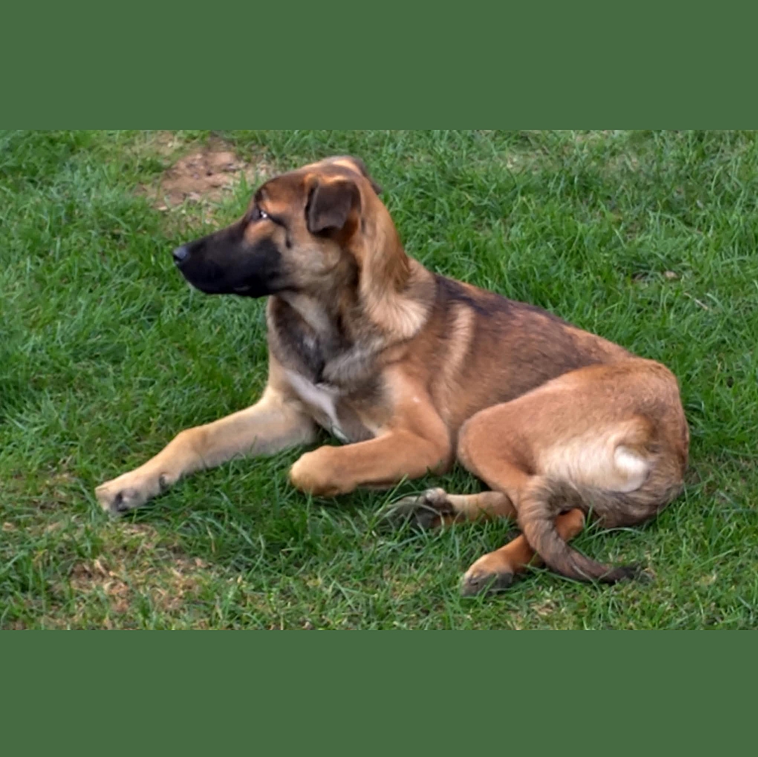 Milla liegt entspannt in der Wiese