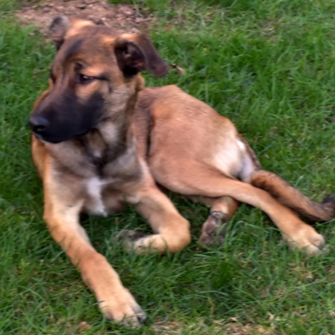 Milla liegt entspannt in der Wiese