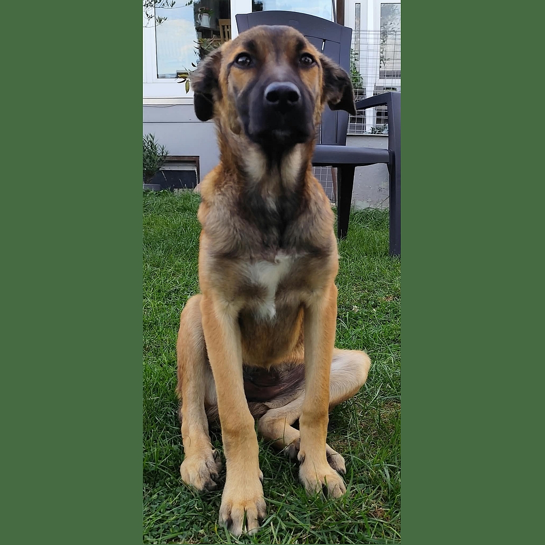 Milla sitzt entspannt in der Wiese