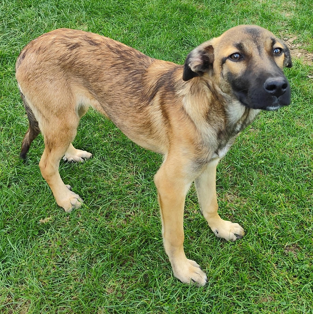 Milla steht auf der Wiese und blickt in die Kamera