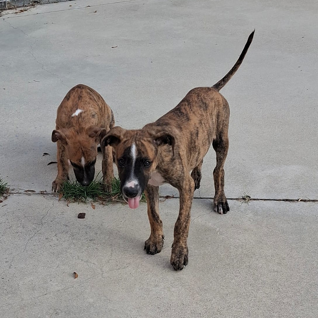 Braungestromter Welpenjunge, sitzend, schnüffelt, von vorn, Kopf und Blick nach unten, links daneben der Bruder