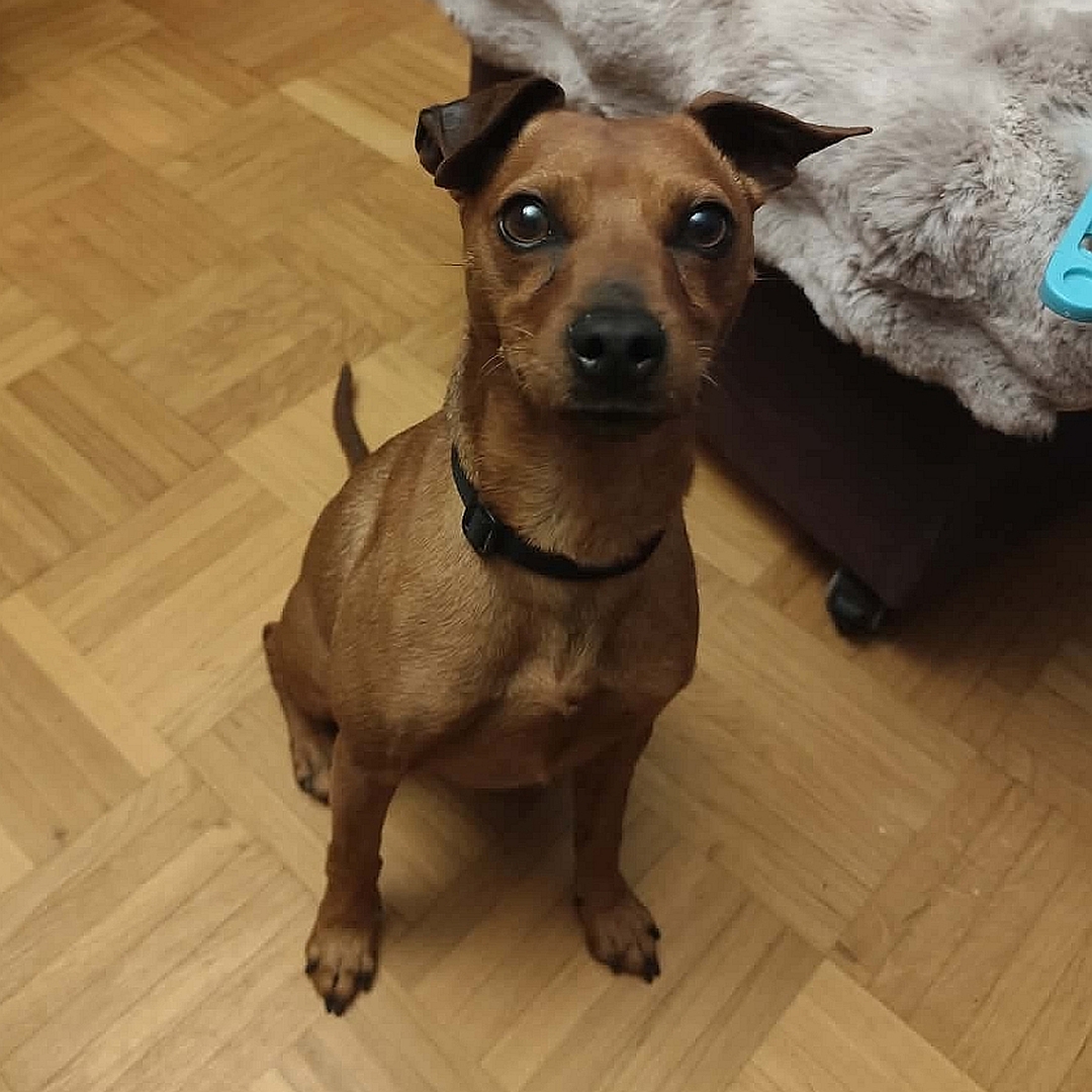 Brauner, kleiner Rüde, sitzend, von vorn oben, Blick direkt in Kamera