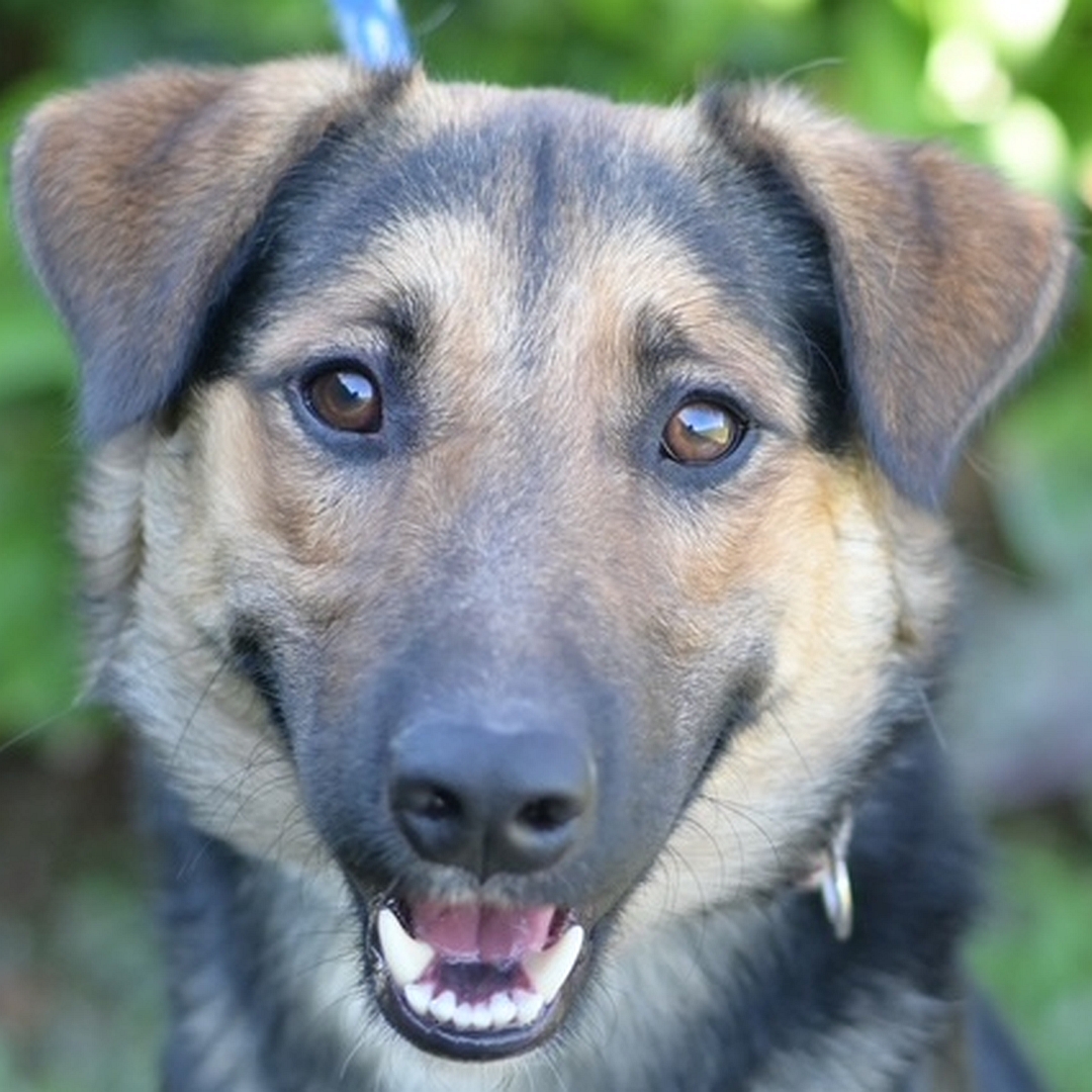 Schwarz-beige-brauner Rüde, Portrait, von vorn, Blick in Kamera