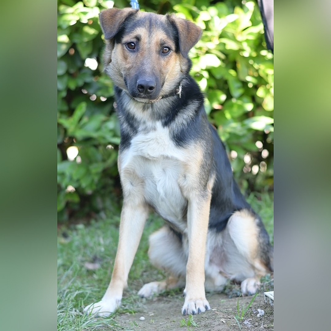 Schwarz-beige-brauner Rüde, sitzend, von vorn, Blick in Kamera