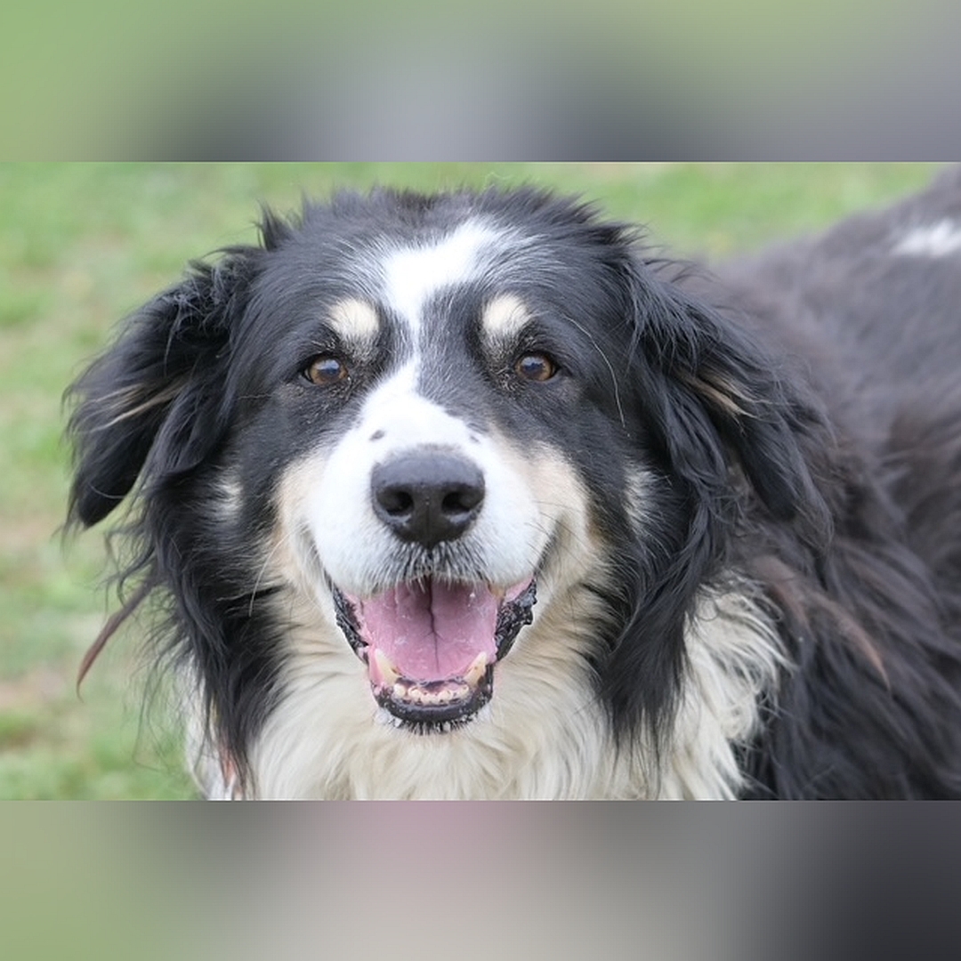 Schwarz-weißer Rüde mit Handicap, Portrait, von vorn, Blick in Kamera