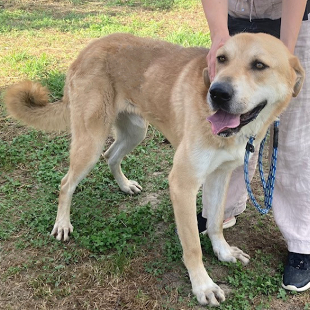 Chuck, großer Kangalmischlingsrüde, blond, stehend