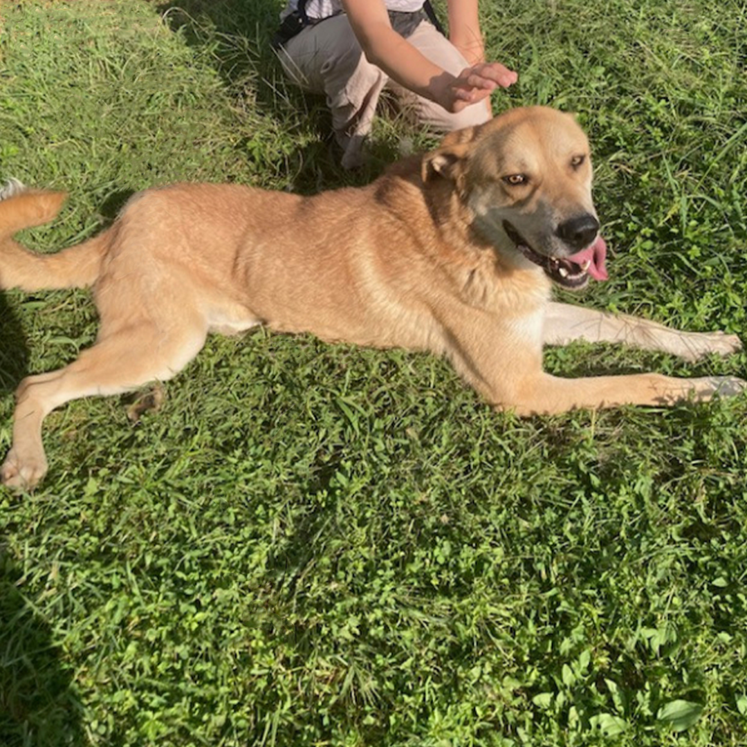 Chuck, großer Kangalmischlingsrüde, blond, liegend